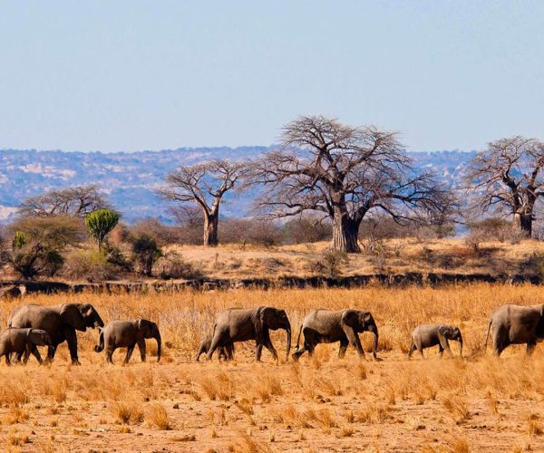 tarangire-national-park